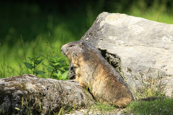 Sigma 120-400mm F4.5-5.6 DG APO OS HSM