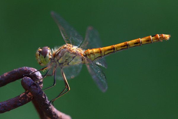 Sigma 150/2.8 APO EX DG OS HSM 