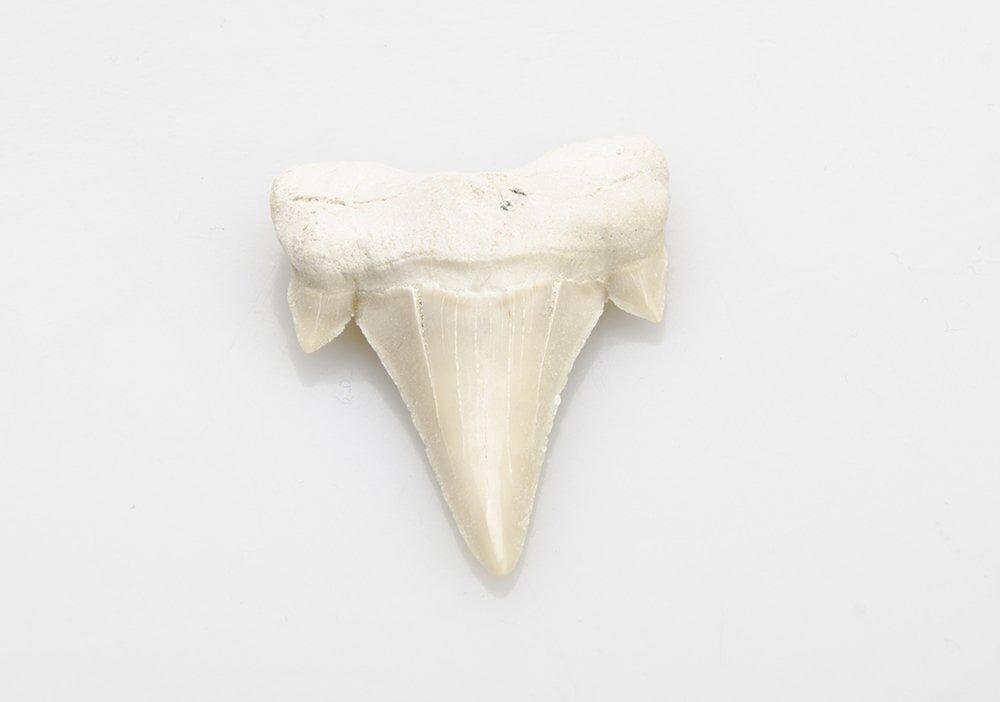 Fosil Köpekbalığı Dişi
