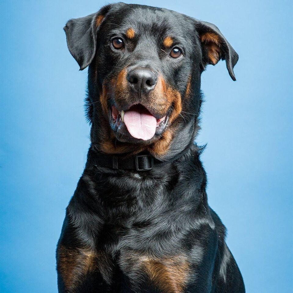 Savage (U.S.A) Stüdyo Kağıt Fon Gulf Blue 272x1100 cm