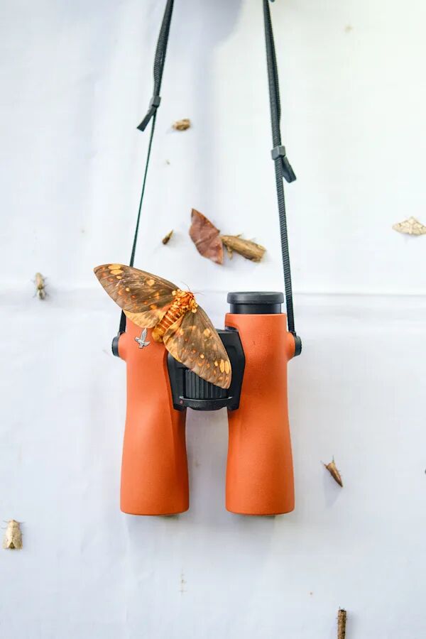 Swarovski NL Pure 10x42 Dürbün - Yeşil